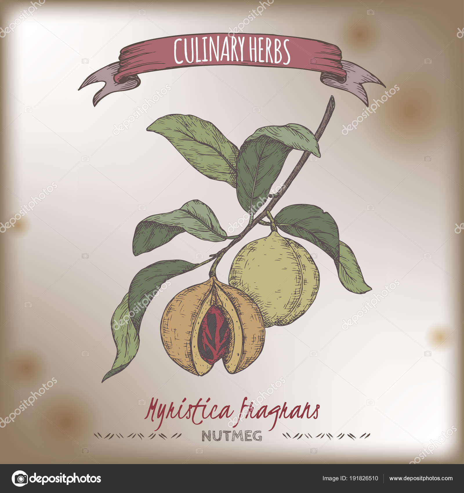 Nutmeg aka Myristica fragrans hand drawn color sketch. Stock Vector by  ©msokolyan 191826510, image size:1600x1700
