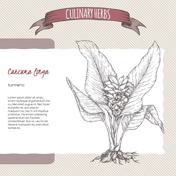 Cúrcuma aka Curcuma longa boceto dibujado a mano . — Archivo Imágenes Vectoriales