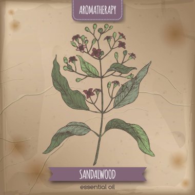 Hindistan sandal ağacı namı diğer Santalum albüm rengi eskizi.