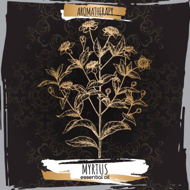 Myrtus Communis olarak da bilinir. Siyah dantelli arka plan üzerine eskiz..