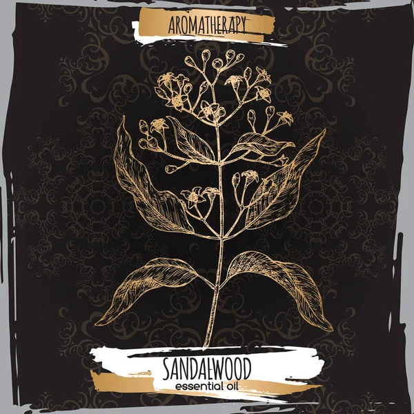 Indian sandalwood aka Santalum album szkic na czarnym tle koronki. — Wektor stockowy