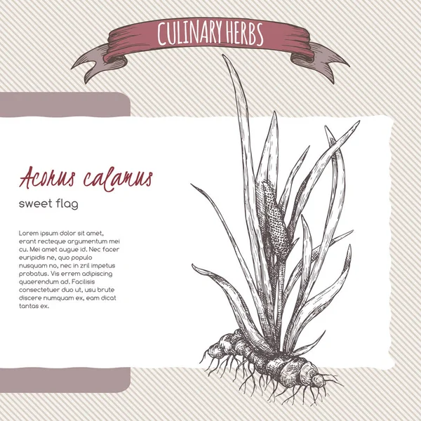Acorus calamus alias dolce disegno bandiera. Serie di erbe culinarie . — Vettoriale Stock
