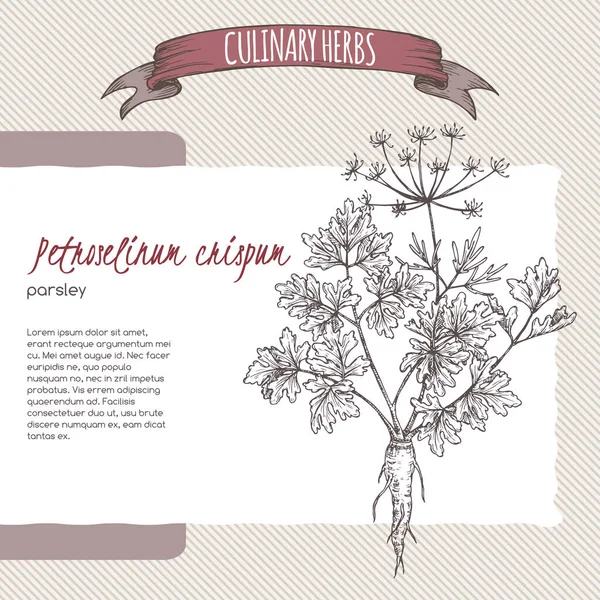 Perejil alias Petroselinum crispum sketch. Serie de hierbas culinarias . — Vector de stock