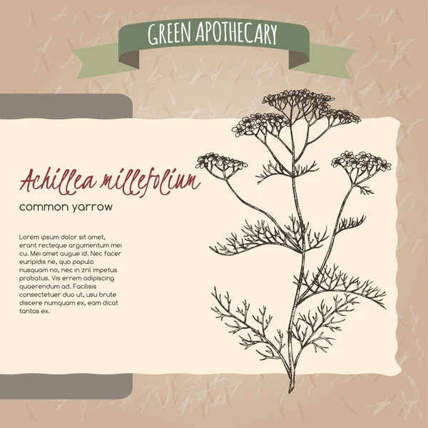 Yarrow aka Achillea millefolium skica na vinobraní papíru pozadí. Zelená lékárnická řada. — Stockový vektor