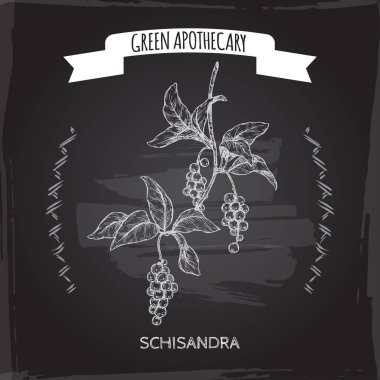 Schisandra namı diğer Schisandra chinensis veya karatahta arka planda manolya asması eskizi. Yeşil eczacı serisi.