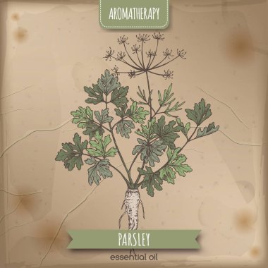 Maydanoz aka Petroselinum crispum zarif dantel arka plan üzerinde kroki.