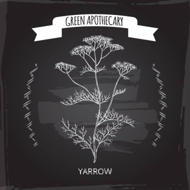 Yarrow, nam-ı diğer Achillea Millefolium eskizi tahtada. Yeşil eczacı serisi.