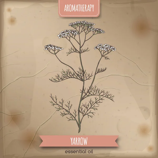 Yarrow aka Achillea millefolium kleur schets op vintage achtergrond. — Stockvector