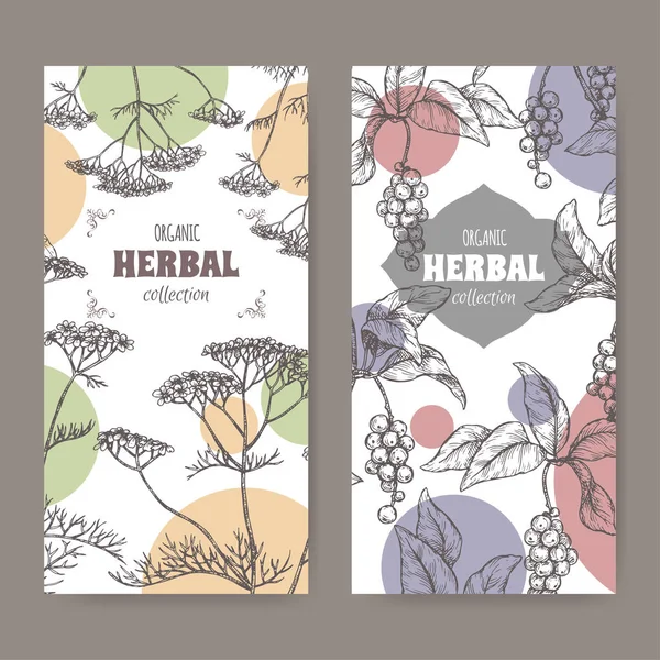 Two labels with Yarrow and Schisandra or magnolia vine sketch. Herbal collection series. — ストックベクタ