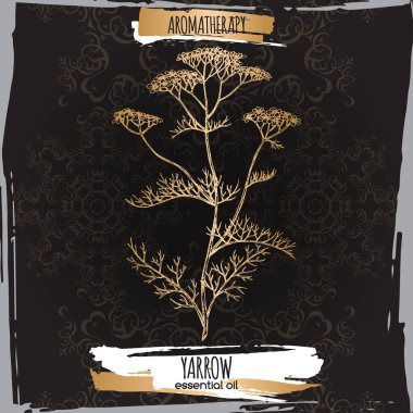 Yarrow namı diğer Achillea millefolium çizimi zarif siyah dantel arkaplan üzerine.