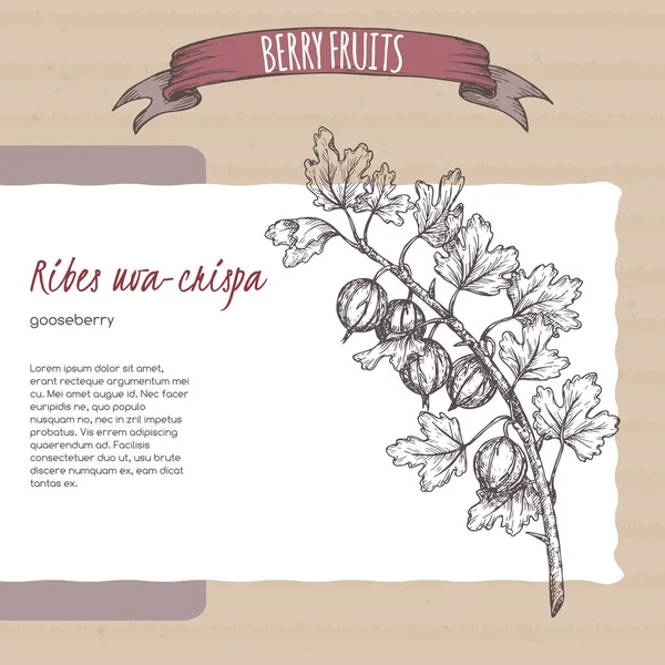 山莓（Gooseberry aka Ribes uva-crispa）在硬纸板背景上的分枝草图。浆果系列. — 图库矢量图片