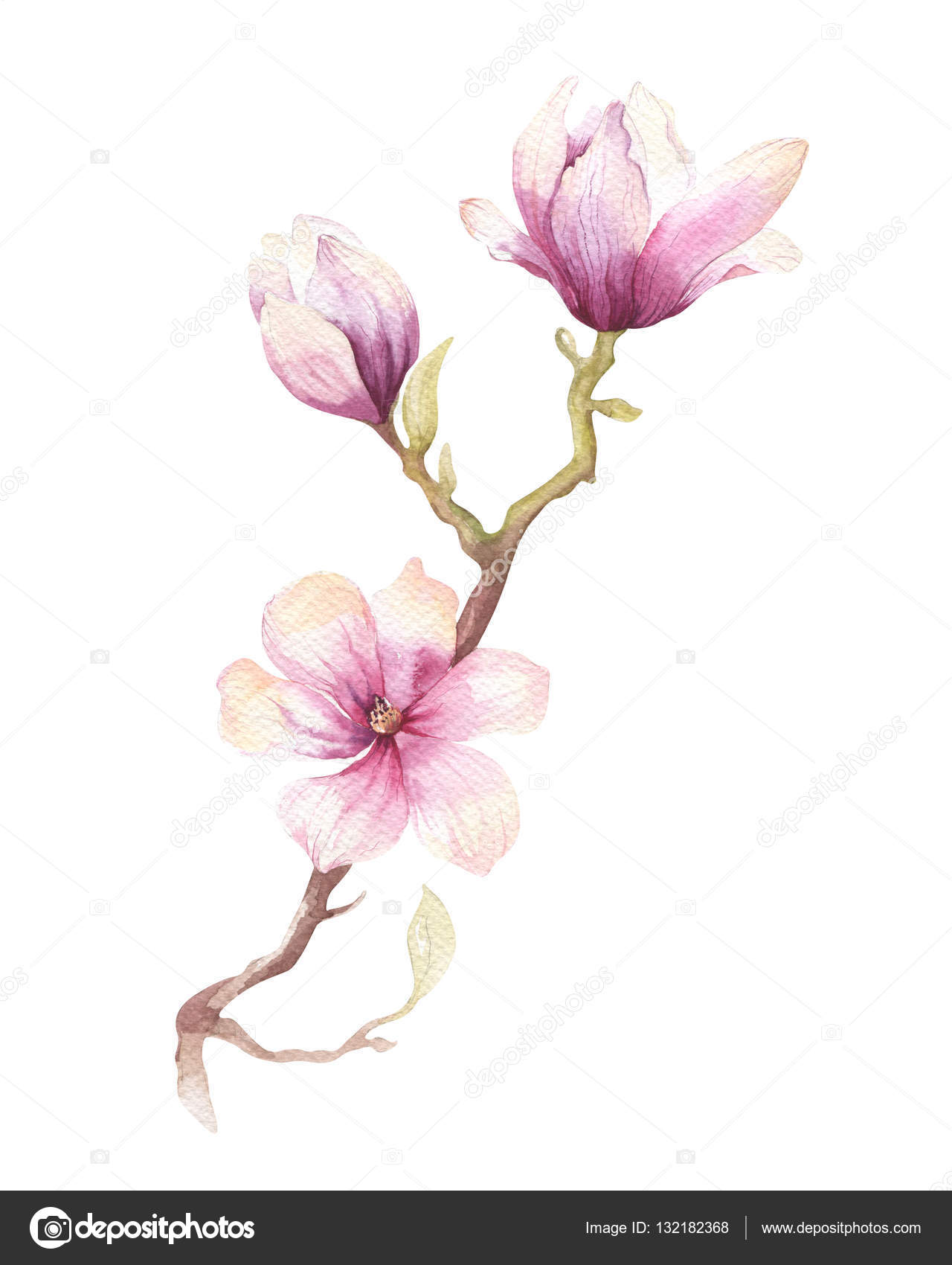 watercolor painting magnolia blossom flower wallpaper watercolor painting magnolia blossom flower wallpaper