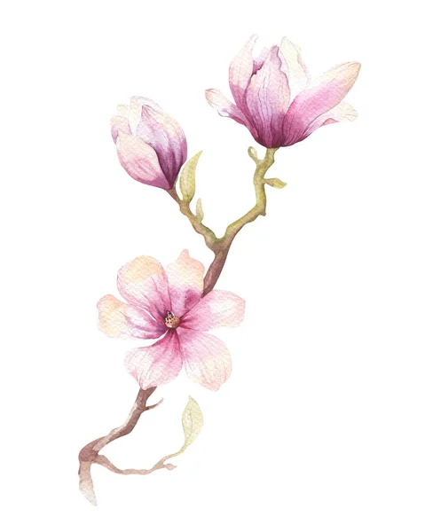 Watercolor Painting Magnolia blossom flower wallpaper decoration — Stock Photo, Image