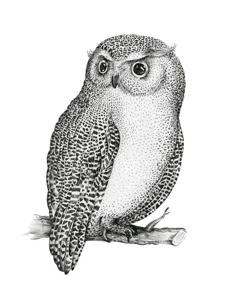 Hand drawn isolated  black white illustration owl fly bird. Trib — Stock Photo, Image