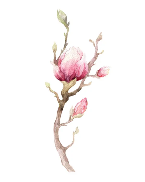 Watercolor Painting Magnolia blossom flower — Stock Photo, Image