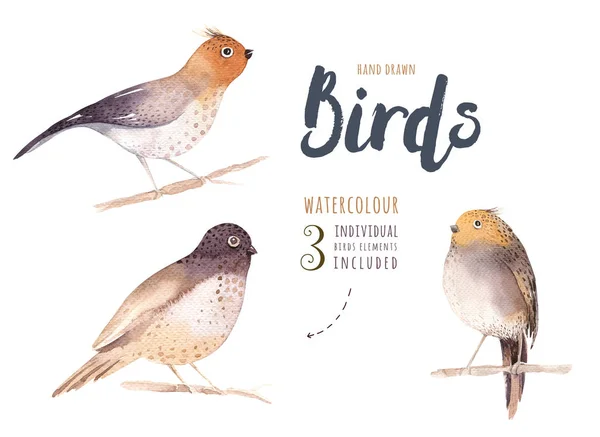 Set Watercolor Birds Isolated Bird Illustration White Background Little Cute — ストック写真