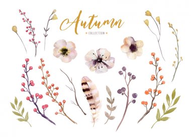 suluboya yaprakları ve meyveleri