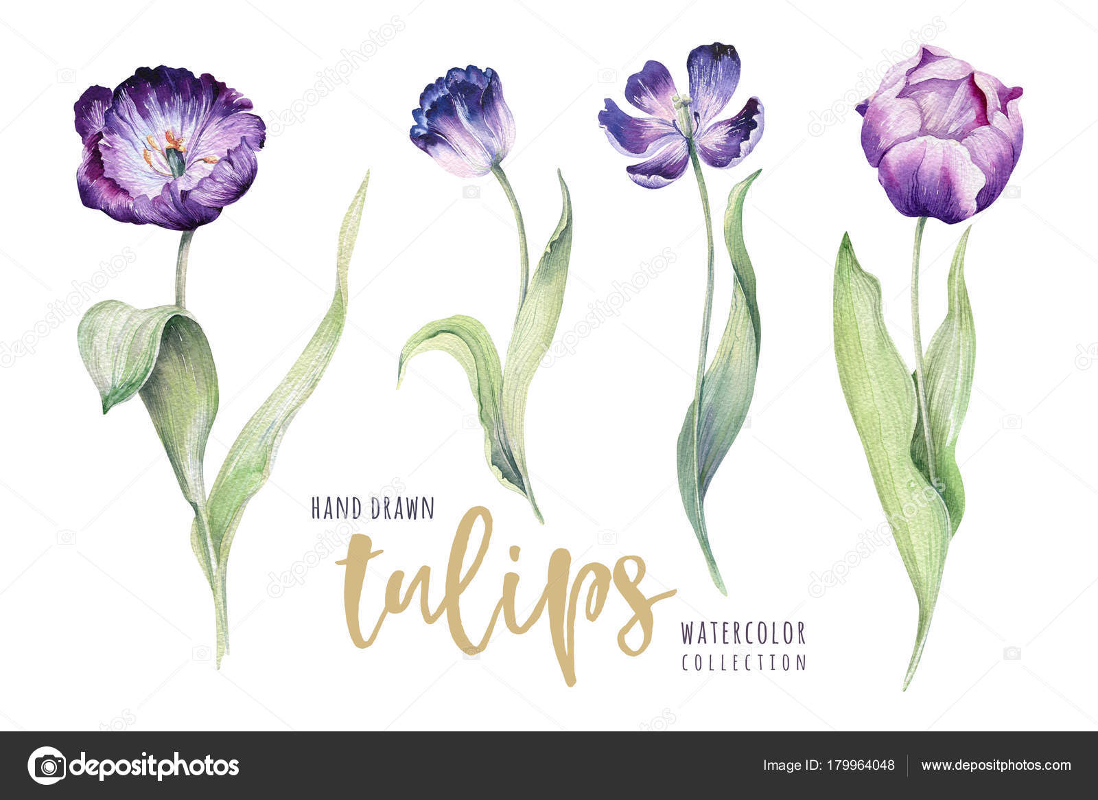 Fiore viola di disegno– immagine stock Backgraund tulipano floreale dell acquerello Illustrazione isolato primavera colorata Pianta del tulipano viola