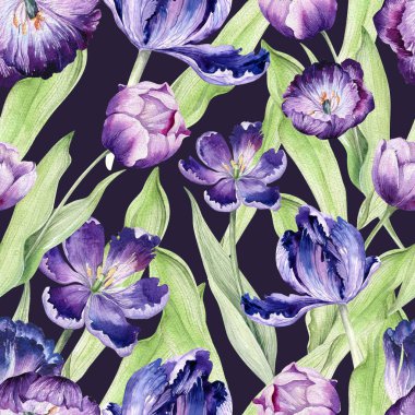 Suluboya çiçek Lale backgraund. Kesintisiz renkli bahar desen. Suluboya Menekşe Lale bitki. Mor çiçeği Fasion vardır çizim.