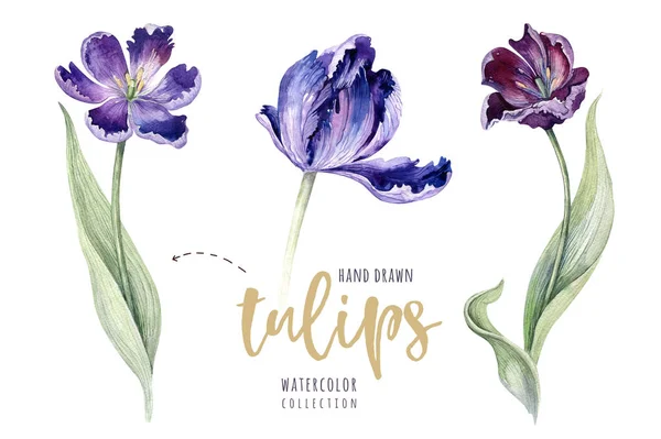 Retrocesso tulipa floral aquarela. Isolado colorido primavera ilustração. Aquarela violeta tulipa planta. Desenho de flor roxa . — Fotografia de Stock