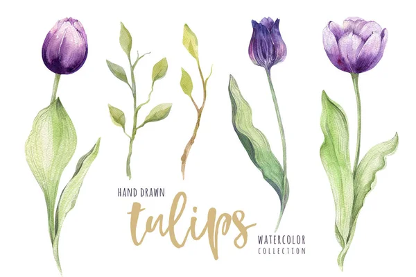 Watercolor floral tulip backgraund. Isolated colorful spring illustration. Watercolour violet tulip plant. Purple blossom drawing. — Stock Photo, Image