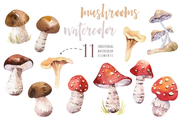 Schattige Cartoon Aquarel Tekenen Van Amanta Andere Paddestoelen Illustratie — Stockfoto