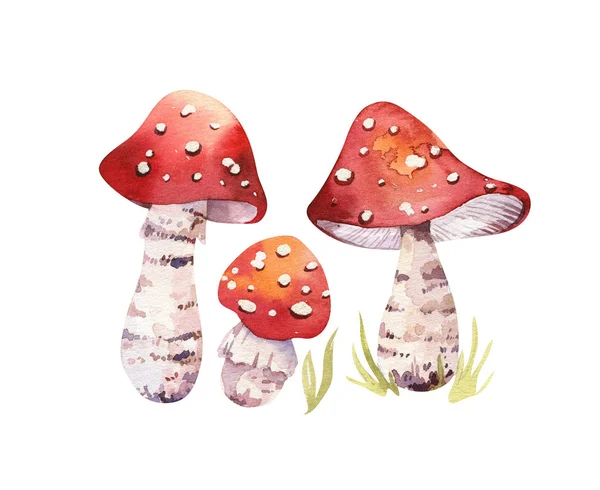Cute cartoon watercolor drawing of amanta mushrooms, illustration — Stock Image Cute Cartoon Watercolor Drawing Amanta Mushrooms Illustration Royalty Free Stock Photos