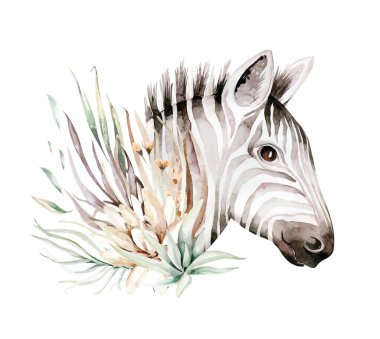 Şirin zebra suluboya portre çizimi. Afrika hayvanlarının egzotik doğası. Savannah vahşi yaşam hayvanı
