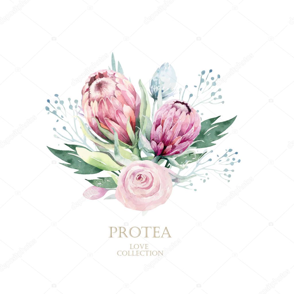 Watercolor vector protea elements set. tropical leaves. Hand drawn illustration