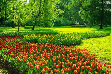 Güzel renkli bahar Lale ile Park.