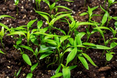 taze yeşil lahanası.