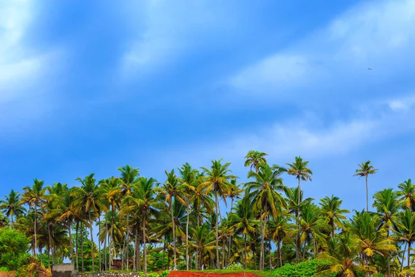 Tropická krajina s modrou oblohou a palmami. — Stock fotografie