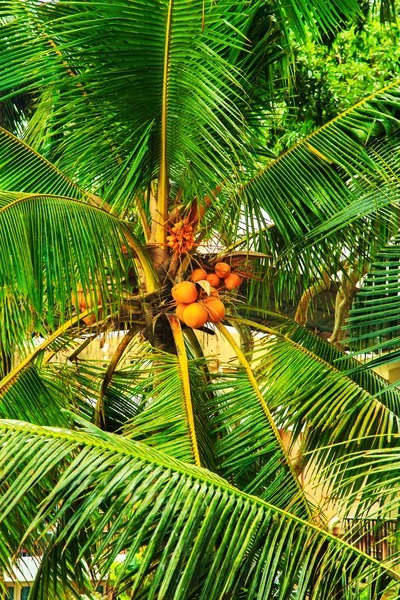 Noix de coco aux fruits . — Photo