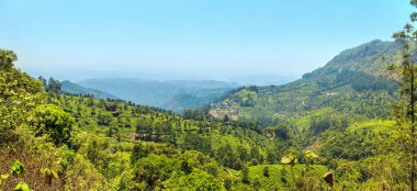 Munnar, Kerala, Hindistan 'daki çay tarlaları..
