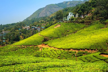 Munnar, Kerala, Hindistan 'daki çay tarlaları..