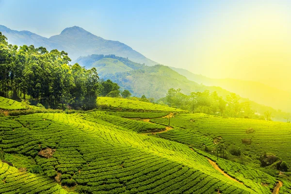 Munnar, Kerala, Hindistan 'daki çay tarlaları..