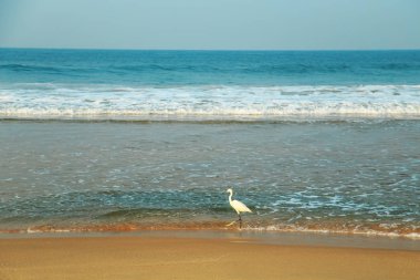 Heron kıyı yürür.