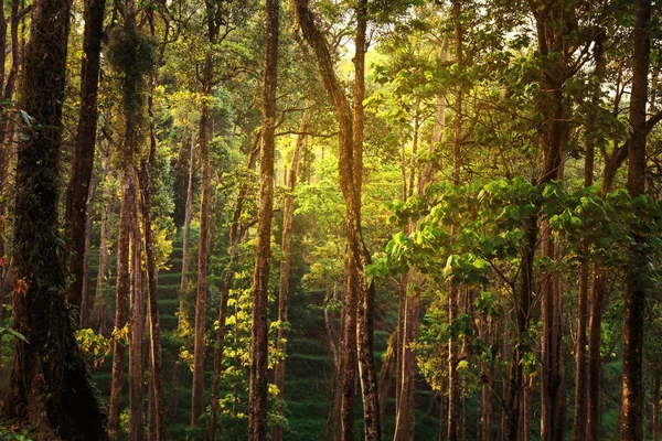 Wild jungle in the highlands. — Stock Photo, Image