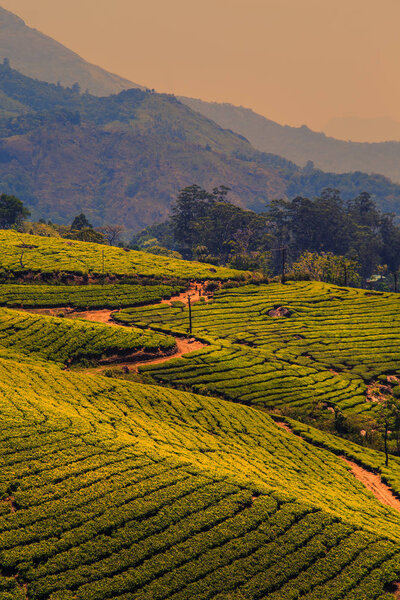 Чайные плантации в Муннаре, Керала, Индия.