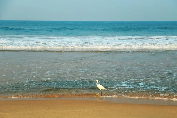 Heron kıyı yürür.