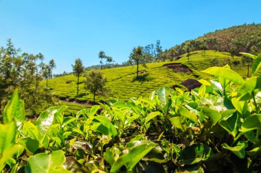 Munnar, Kerala, Hindistan 'daki çay tarlaları..