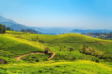 Munnar, Kerala, Hindistan 'daki çay tarlaları..
