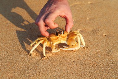 Adam bir yengeç sahilde yakalar..