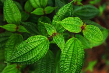 Yeşil tropikal yapraklar arka plan. 