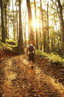 Vahşi orman yürüyüşüne turizm. 