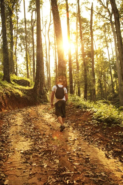 Vahşi orman yürüyüşüne turizm. 