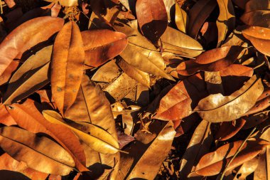 Arka plan solmuş tropikal yaprak. 