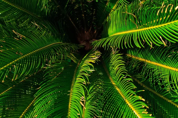 Fondo de hojas tropicales verdes . —  Fotos de Stock