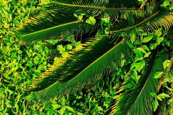 Fondo de hojas tropicales verdes . —  Fotos de Stock