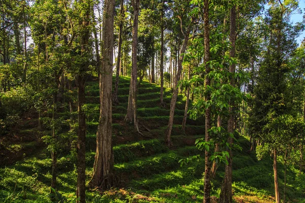 Dağlık vahşi orman.